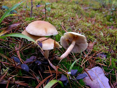 Hypholoma capnoides mushrooms, Finland, Jyväskylä photo