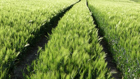 Agriculture reprint green
