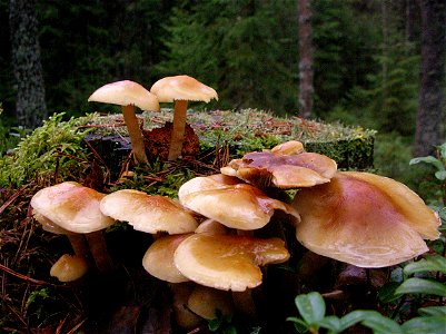 Hypholoma capnoides mushrooms in habitat, Finland, Jyväskylä