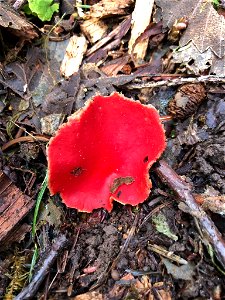 Scarlet Cup (Sarcoscypha coccinea) photo