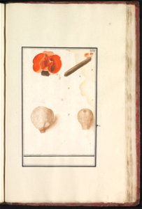 IdentificatieTitel(s): Bovist (Bovista) en rode bekerzwam (Sarcoscypha coccinea)Objecttype: tekening Objectnummer: RP-T-BR-2017-1-11-74Omschrijving: Bovist en rode bekerzwam. Genummerd rechtsboven: 36