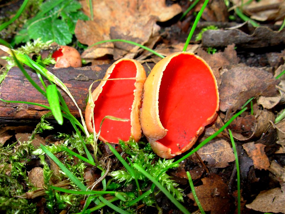 Scharlachroter Kelchbecherling (Prachtbecherling) auf Totholz im Nienwohlder Moor (Schleswig Holstein, Deutschland)