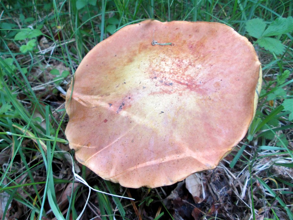 Sommer-Steinpilz (Boletus reticulatus)  im Naturschutzgebiet „Birzberg, Honigsack/Kappelberghang“)