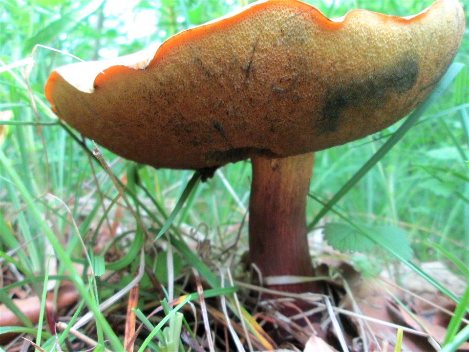 Sommer-Steinpilz (Boletus reticulatus)  im Naturschutzgebiet „Birzberg, Honigsack/Kappelberghang“)