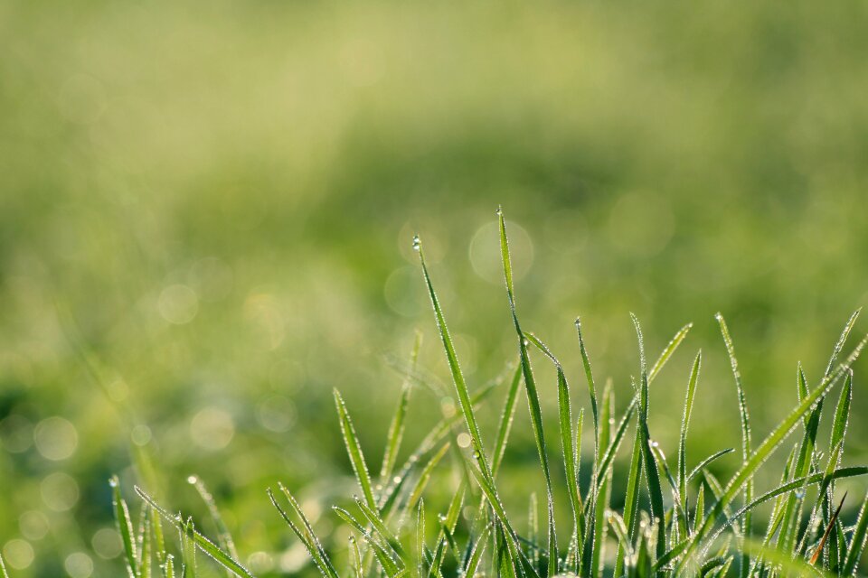 Nature summer morning