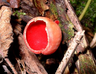 Scarlet elf cap cadnant dingle photo