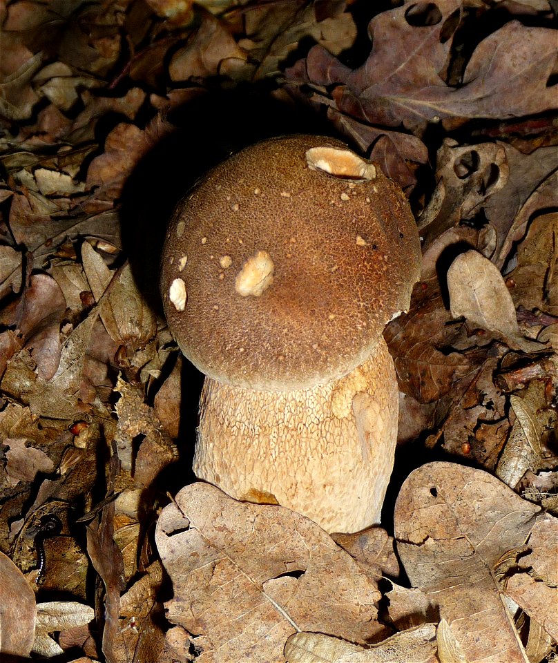 Summer cep Boletus reticulatus