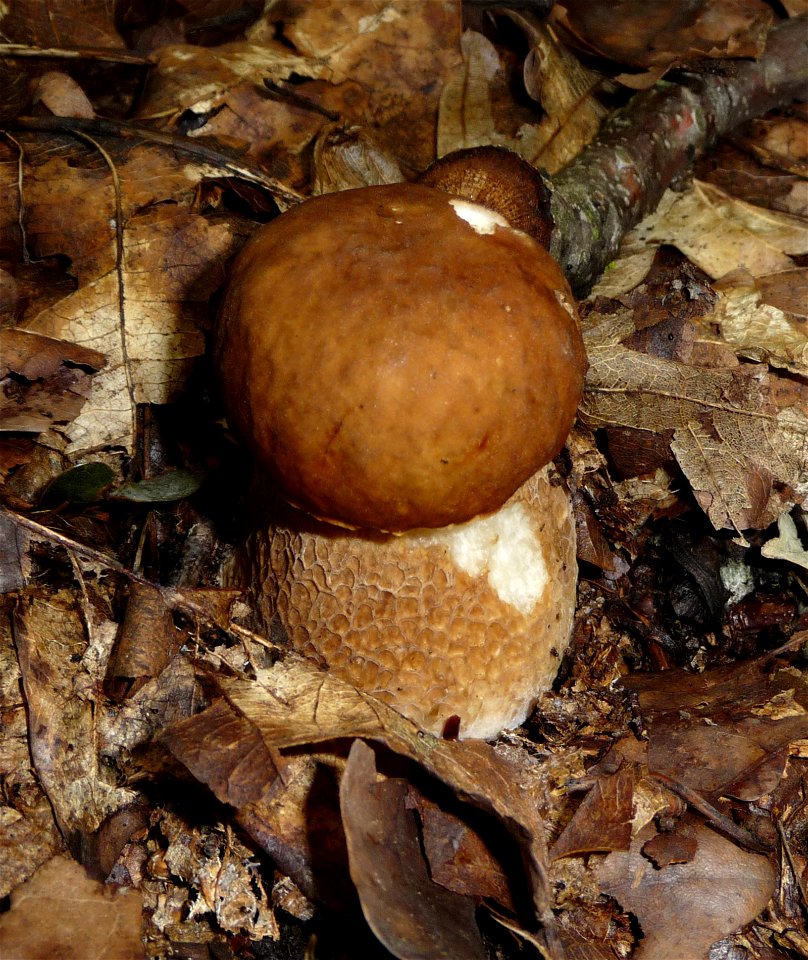 Summer cep Boletus reticulatus photo