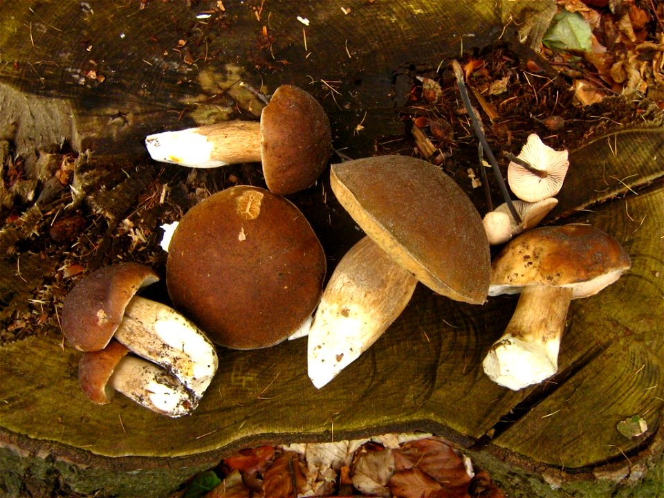 Brohmer Berge bei Rothemühl (Landkreis Uecker-Randow, Vorpommern). Sommersteinpilze (Boletus reticulatus) und Knoblauchschwindlinge (Marasmius alliaceus) auf einem Stubben abgelegt.