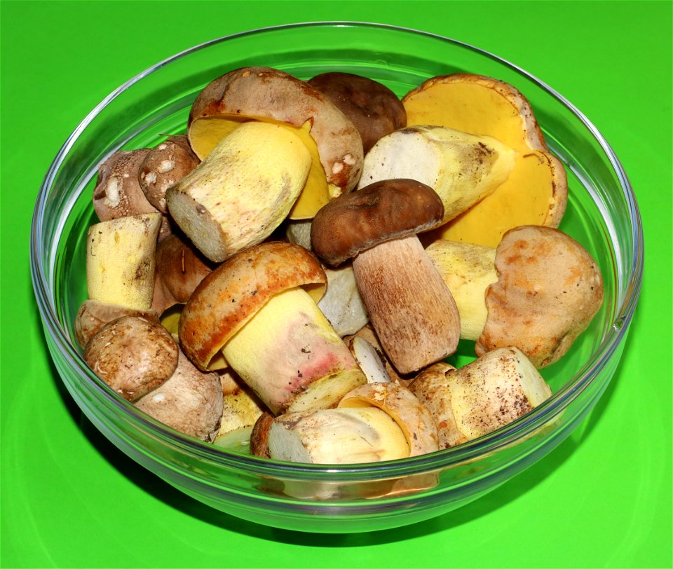 Picked edible fungi in a glass bowl. Summer Cep (Boletus reticulatus), and Iodine bolete (Hemileccinum impolitum). Trophies of a mushroom hunt. Ukraine.
