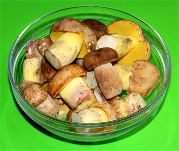 Picked edible fungi in a glass bowl. Summer Cep (Boletus reticulatus), and Iodine bolete (Hemileccinum impolitum). Trophies of a mushroom hunt. Ukraine.