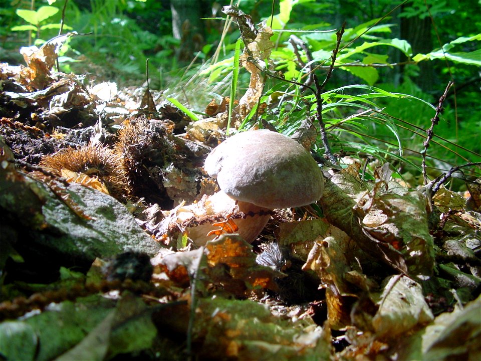 Fungo porcino, Sasso Pisano.