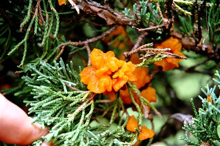 Shimpaku juniper with cedar apple rust photo