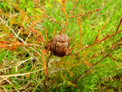 juniper-apple rust (Gymnosporangium juniperi-virginianae) photo