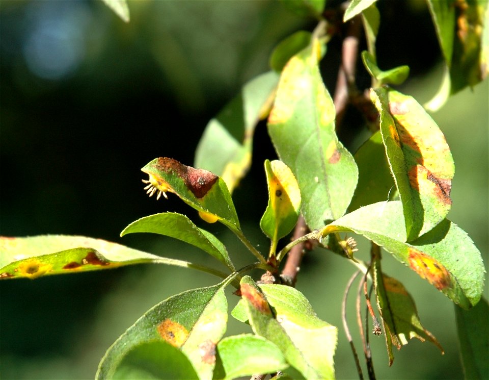 Photo of cedar apple rust (Gymnosporangium juniperi-virginianae)on a crab apple leaf from the underside.