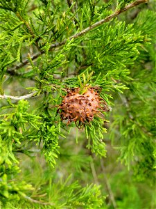 juniper-apple rust (Gymnosporangium juniperi-virginianae) photo