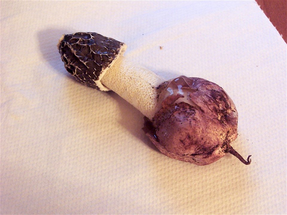 Phallus hadriani