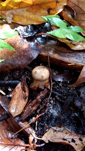 Pepper Pot (Myriostoma coliforme) photo