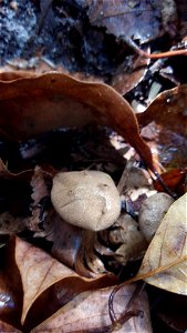 Pepper Pot (Myriostoma coliforme)