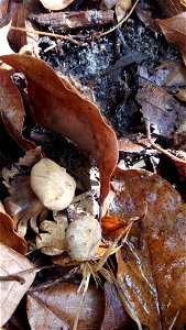 Pepper Pot (Myriostoma coliforme) photo