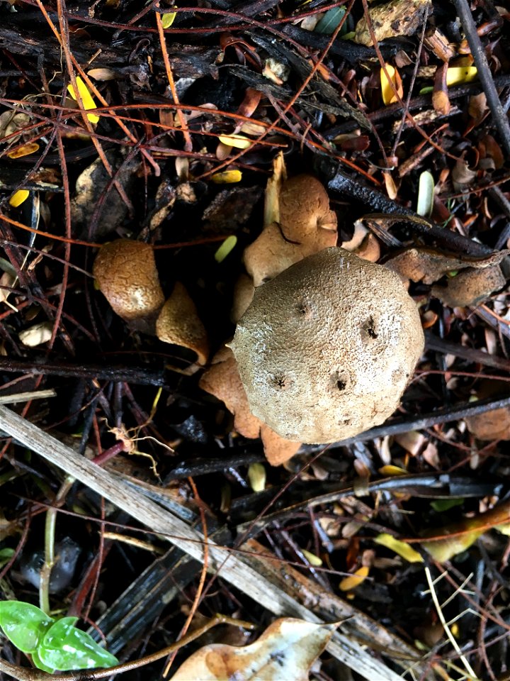 Pepper Pot (Myriostoma coliforme)