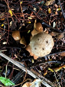 Pepper Pot (Myriostoma coliforme)