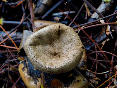 Pepper Pot (Myriostoma coliforme)