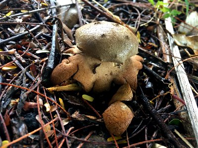 Pepper Pot (Myriostoma coliforme) photo