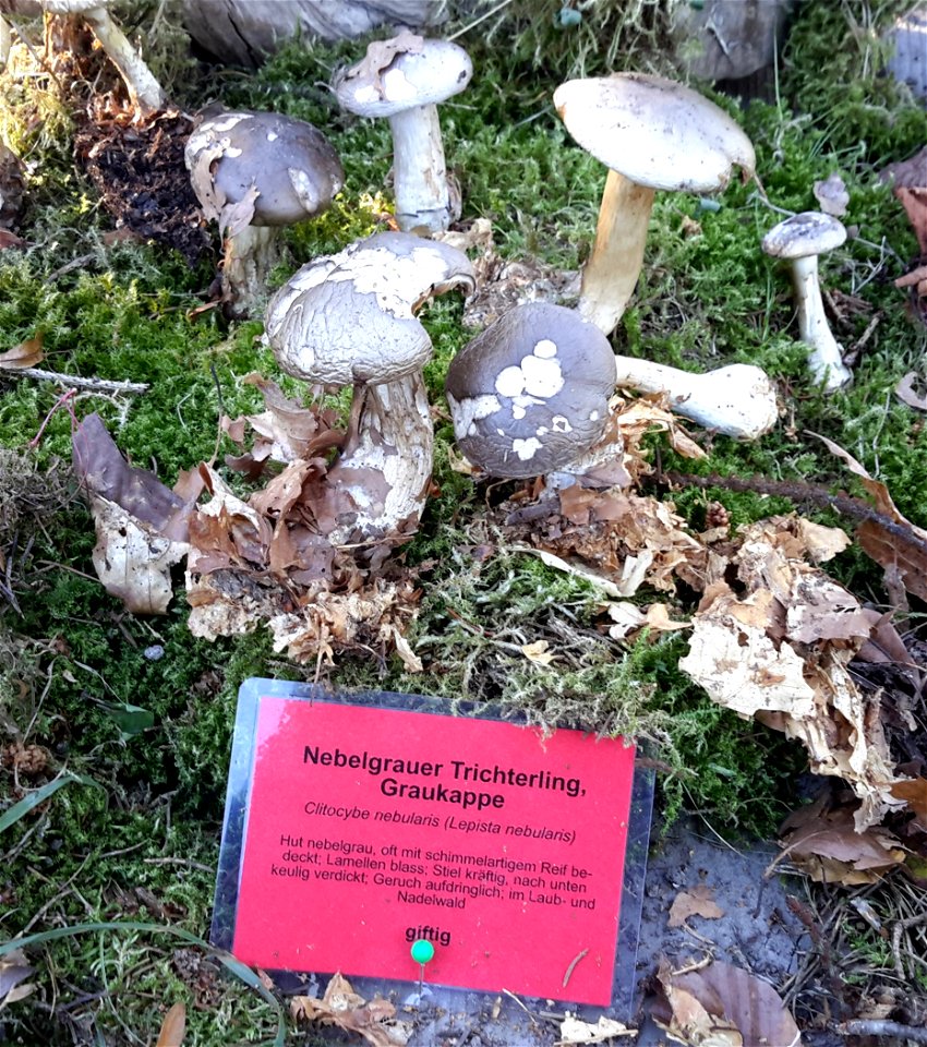 Nebelgrauer Trichterling (möglicherweise giftig) bei der Pilzausstellung Rostock am 27. September 2015.