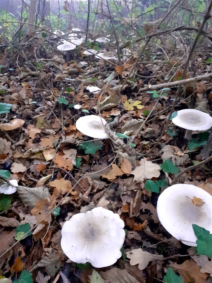Cloudy Clitocybe (Clitocybe nebularis)