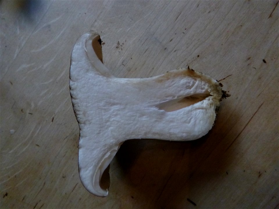 Cloudy Clitocybe (Clitocybe nebularis)