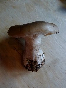 Cloudy Clitocybe (Clitocybe nebularis) photo