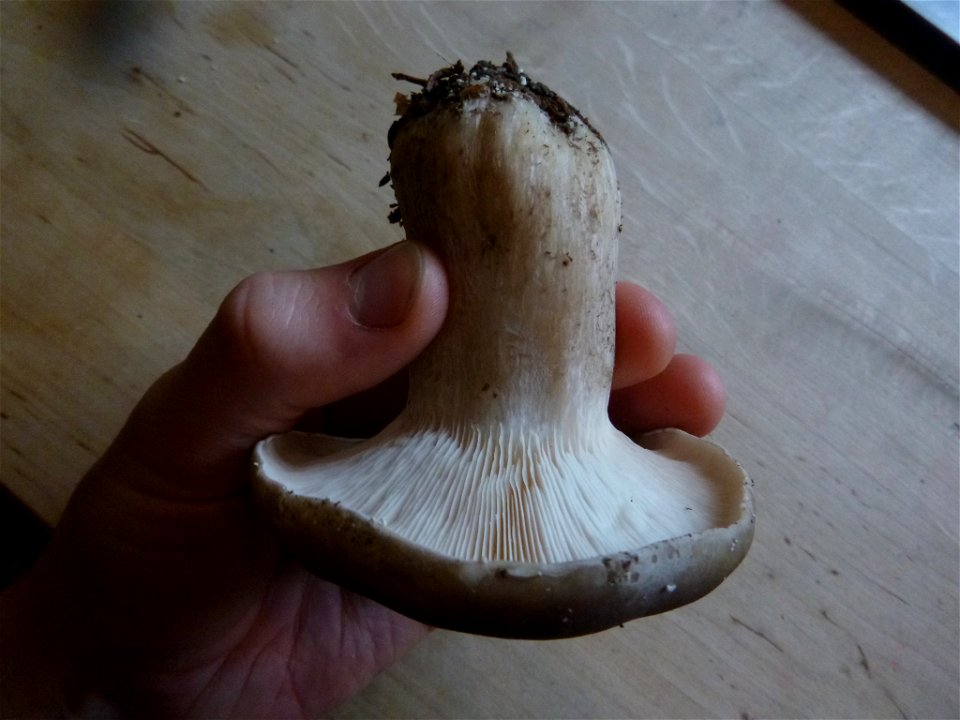 Cloudy Clitocybe (Clitocybe nebularis)