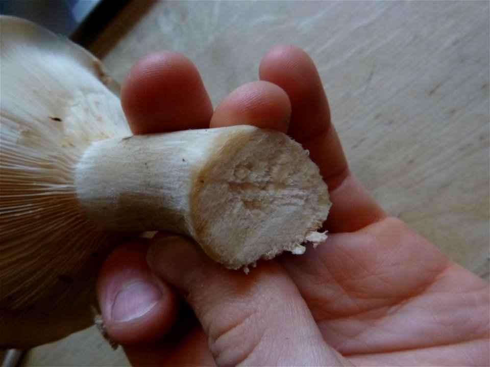 Cloudy Clitocybe (Clitocybe nebularis)