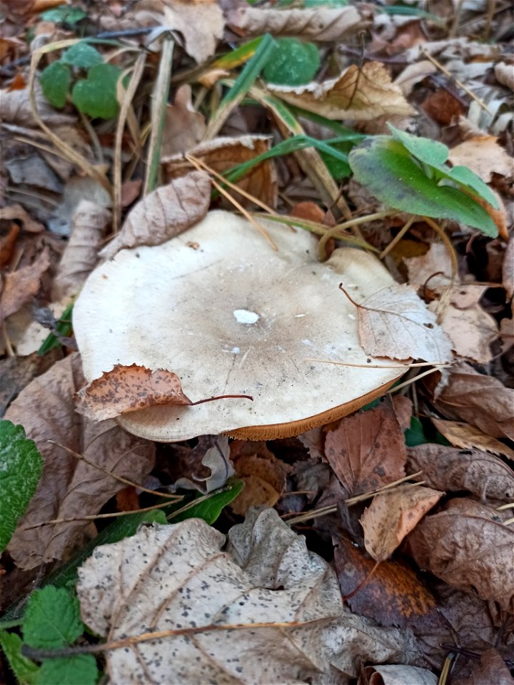 Cloudy Clitocybe (Clitocybe nebularis)
