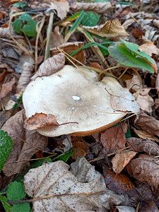 Cloudy Clitocybe (Clitocybe nebularis)