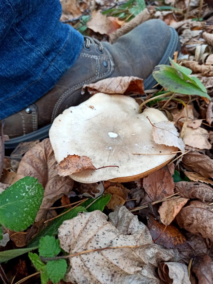 Cloudy Clitocybe (Clitocybe nebularis)
