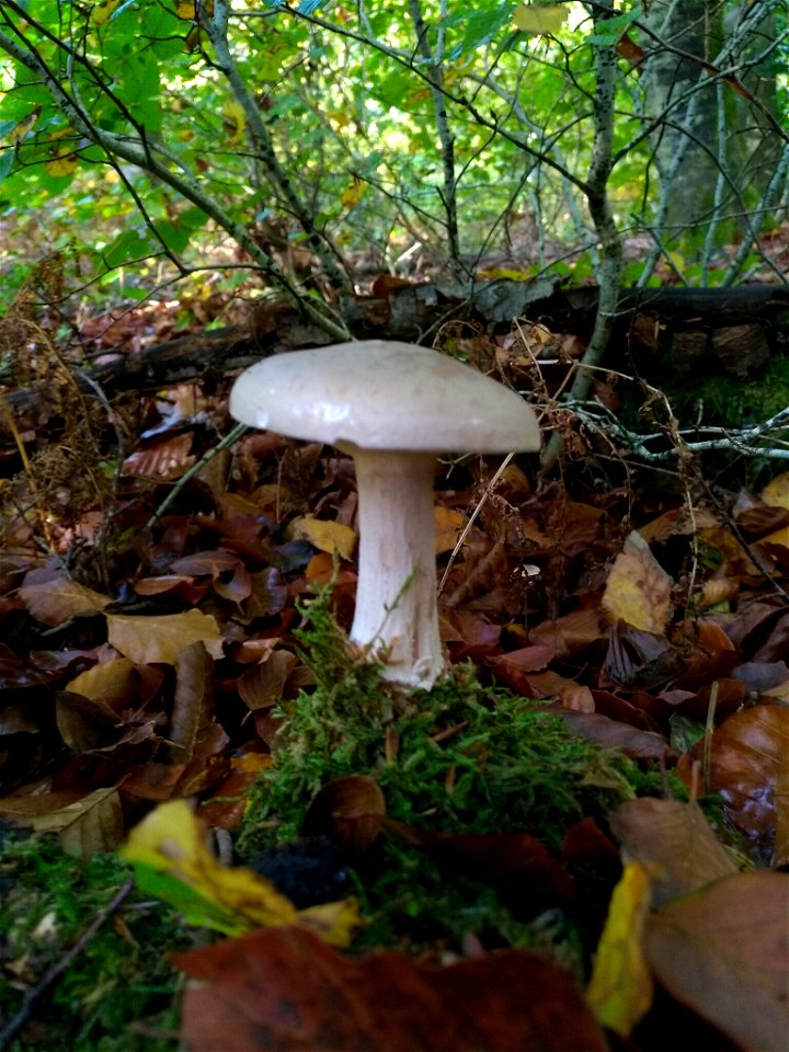 Cloudy Clitocybe (Clitocybe nebularis)