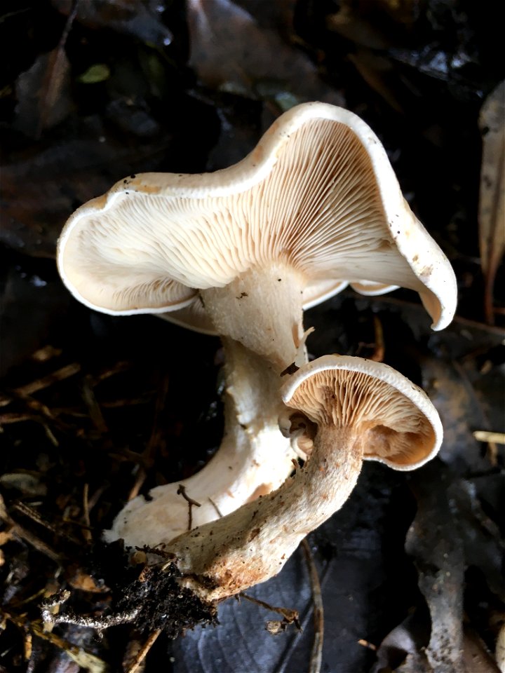 Cloudy Clitocybe (Clitocybe nebularis)