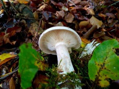 Cloudy Clitocybe (Clitocybe nebularis)