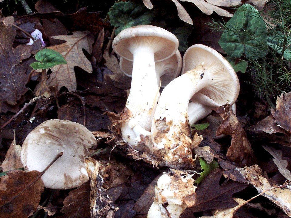 Clitocybe nebularis (Lepista nebularis)