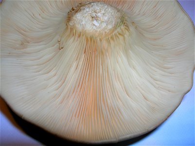 Cloded Agaric (Clitocybe nebularis) photo