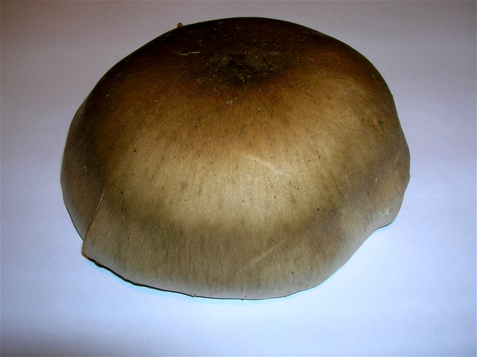 Clouded Agaric Pileus - cap.