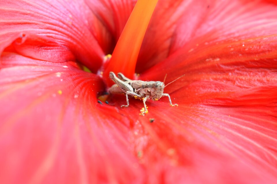 Flower red nature