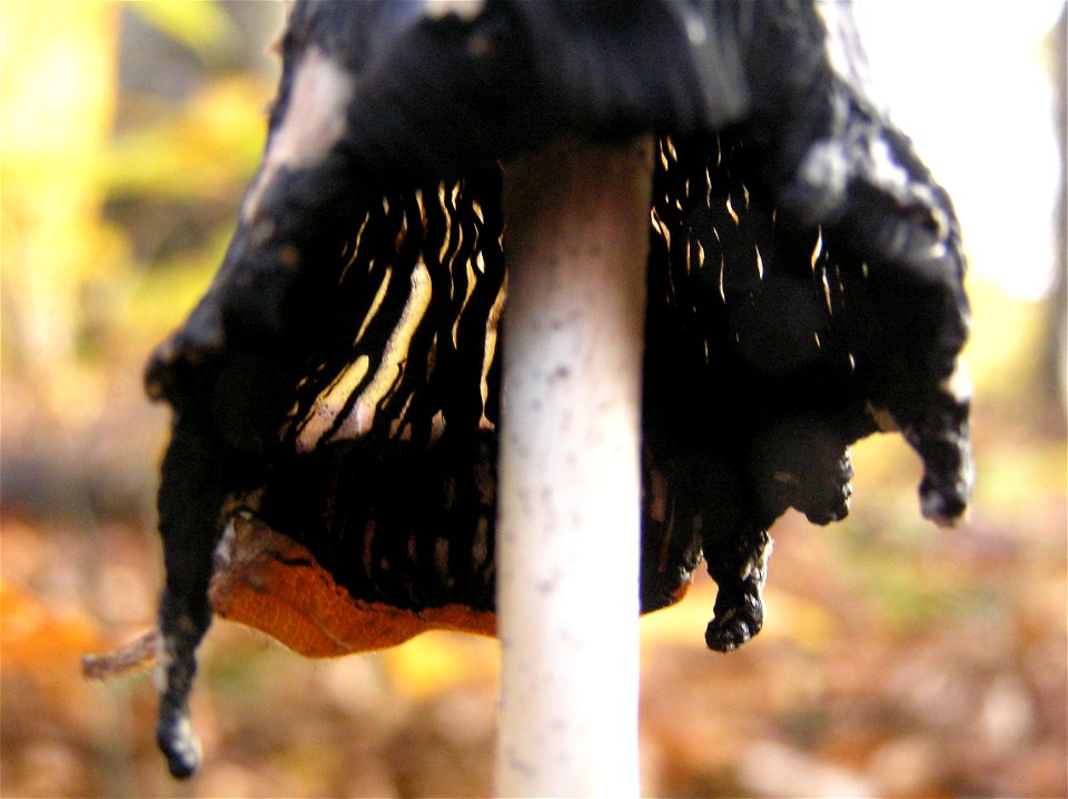 Specht-Tintling (Coprinopsis picacea) in einem mesophilen Buchenwald in Südniedersachsen