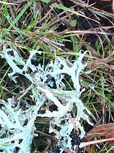 Oakmoss (Evernia prunastri)