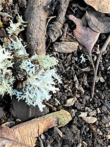 Oakmoss (Evernia prunastri) photo