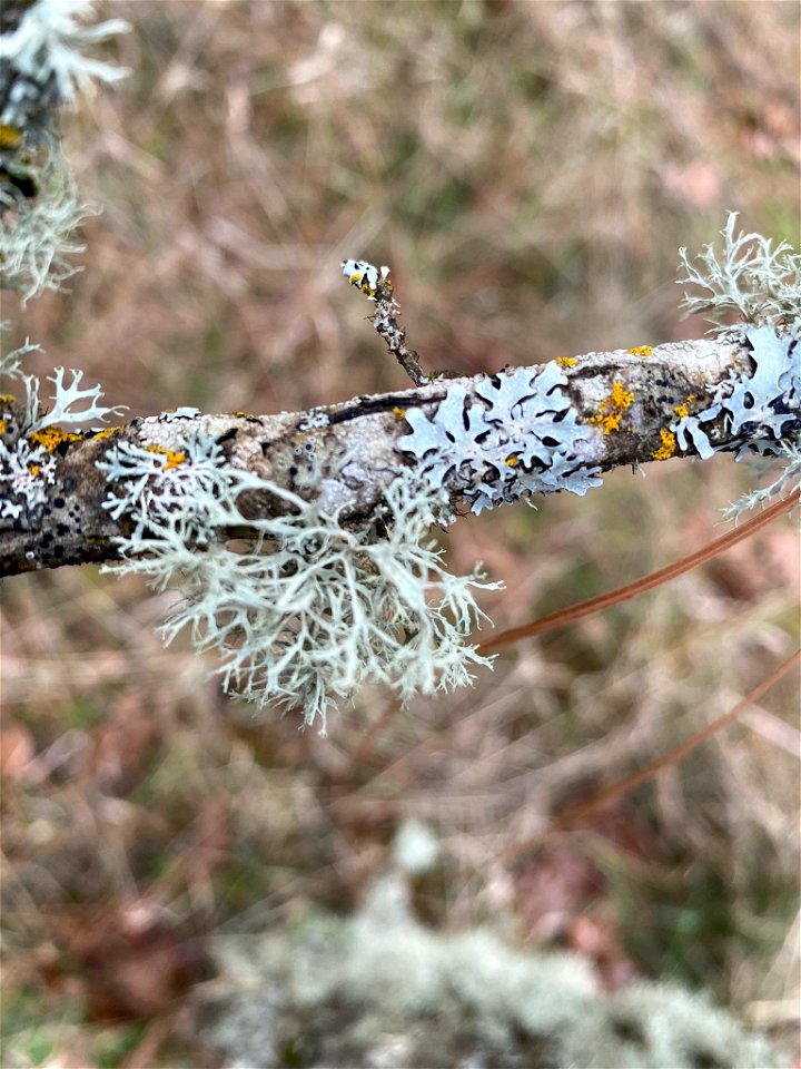 Oakmoss (Evernia prunastri)