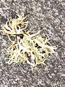 Oakmoss (Evernia prunastri)