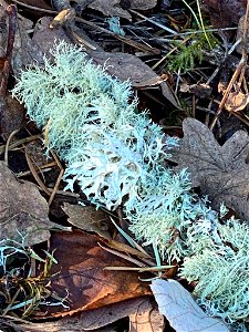 Oakmoss (Evernia prunastri) photo